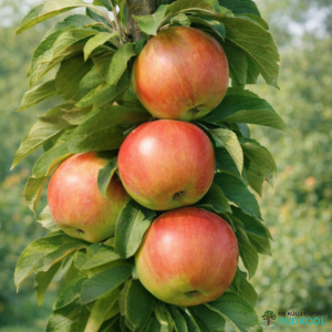 Aed-õunapuu 'Baiba'