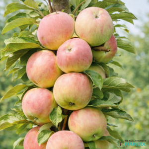 Aed-õunapuu 'Ciepa'