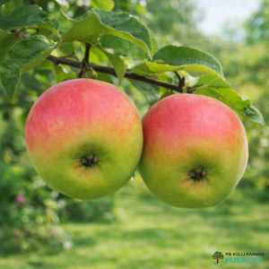 Aed-õunapuu 'Kallika'