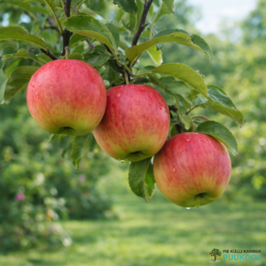 Aed-õunapuu 'Karamba'