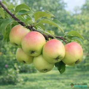 Aed-õunapuu 'Krameri tuviõun'