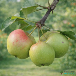 Aed-õunapuu 'Tartu Roosõun'