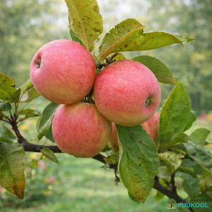 Aed-õunapuu 'Tiina'