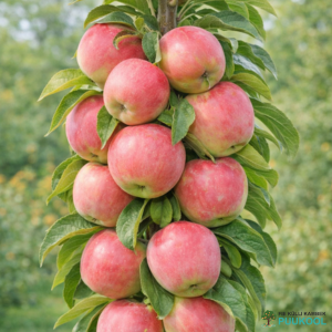 Aed-õunapuu 'Uldis'