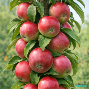 Aed-õunapuu 'Vasjugan'