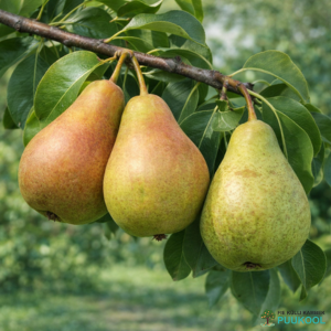 Aed-pirnipuu 'Belorusskaja Pozdnjaja'