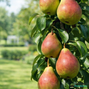 Aed-pirnipuu 'Decora'