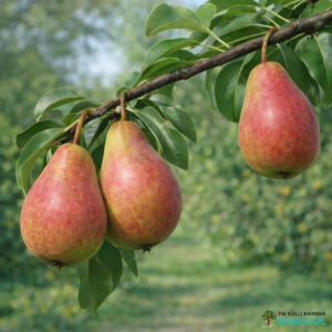 Aed-pirnipuu 'Devoe'