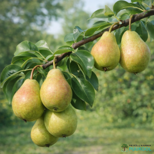 Aed-pirnipuu 'Mliivska Rannja'