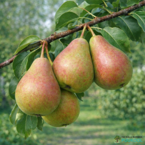 Aed-pirnipuu 'Suvenirs'