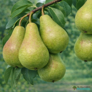 Aed-pirnipuu 'Tjuttševskaja'