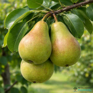 Aed-pirnipuu 'Tšizovskaja'