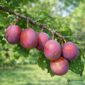 Aed-ploomipuu 'Edinburgh'