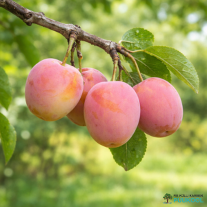 Aed-ploomipuu 'Emma Leppermann'