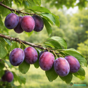 Aed-ploomipuu 'Liisu'