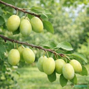 Aed-ploomipuu 'Liivi Kollane Munaploom'