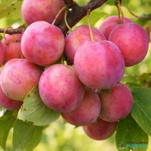 Aed-ploomipuu 'Märjamaa'