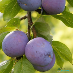 Aed-ploomipuu 'Moynt Royal'