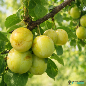 Aed-ploomipuu 'Oullinsi Renklood'