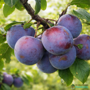 Aed-ploomipuu 'Renklod Haritonovoi'