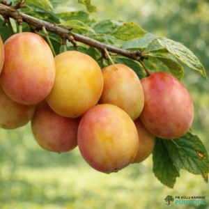 Aed-ploomipuu 'Vilmitar'