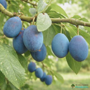 Aed-ploomipuu teisend 'Harilik Kreek'