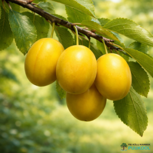 Haralise ploomipuu hübriid 'GEK' Haralise ploomipuu hübriid 'GEK'