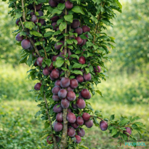 Haralise ploomipuu hübriid 'Kolonnovidnaja' (sammasjas)