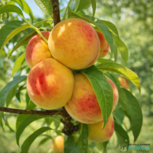 Harilik virsikupuu 'Viktors'