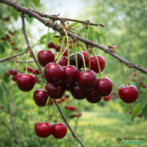 Magus-kirsipuu 'Arthur'