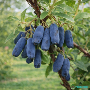 Sinine e. söödav kuslapuu 'Honey Bee'