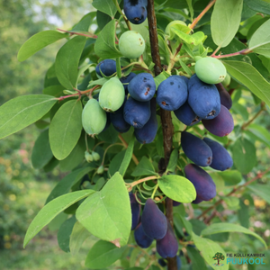 Sinine e. söödav kuslapuu 'Indigo Gem'