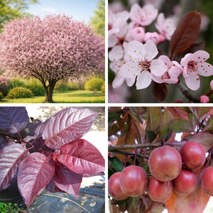 Iluploomipuu 'Pissardii'