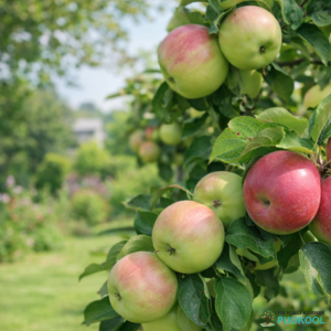 Aed-õunapuu 'Juulikuine' Aed-õunapuu 'Juulikuine'