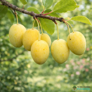 Aed-ploomipuu 'Onega'