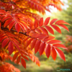 Kultuurpihlakas 'Alaja Krupnaja' viljakobar