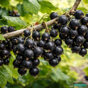 Must sõstar 'Varmas'