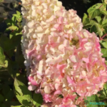 Aedhortensia 'Fraise Melba'