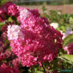 Aedhortensia 'Fraise Melba'