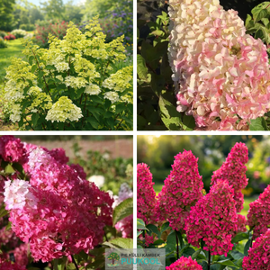 Aedhortensia 'Fraise Melba'