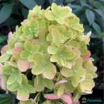 Aedhortensia 'Graffiti'