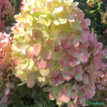 Aedhortensia 'Graffiti'