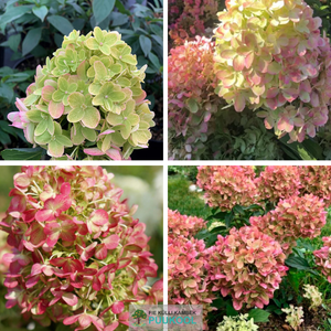 Aedhortensia 'Graffiti'