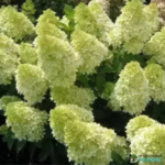 Aedhortensia 'Magical Candle'