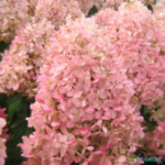 Aedhortensia 'Magical Candle'