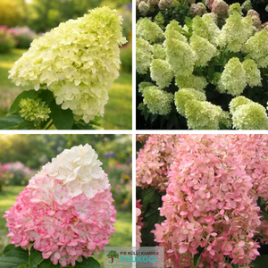 Aedhortensia 'Magical Candle'