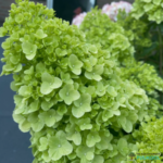 Aedhortensia 'Petite Cherry'
