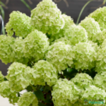 Aedhortensia 'Petite Cherry'