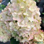 Aedhortensia 'Petite Cherry'