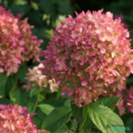 Aedhortensia 'Petite Cherry'